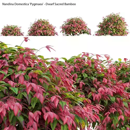 Nandina Domestica Pygmaea - Dwarf Sacred Bamboo