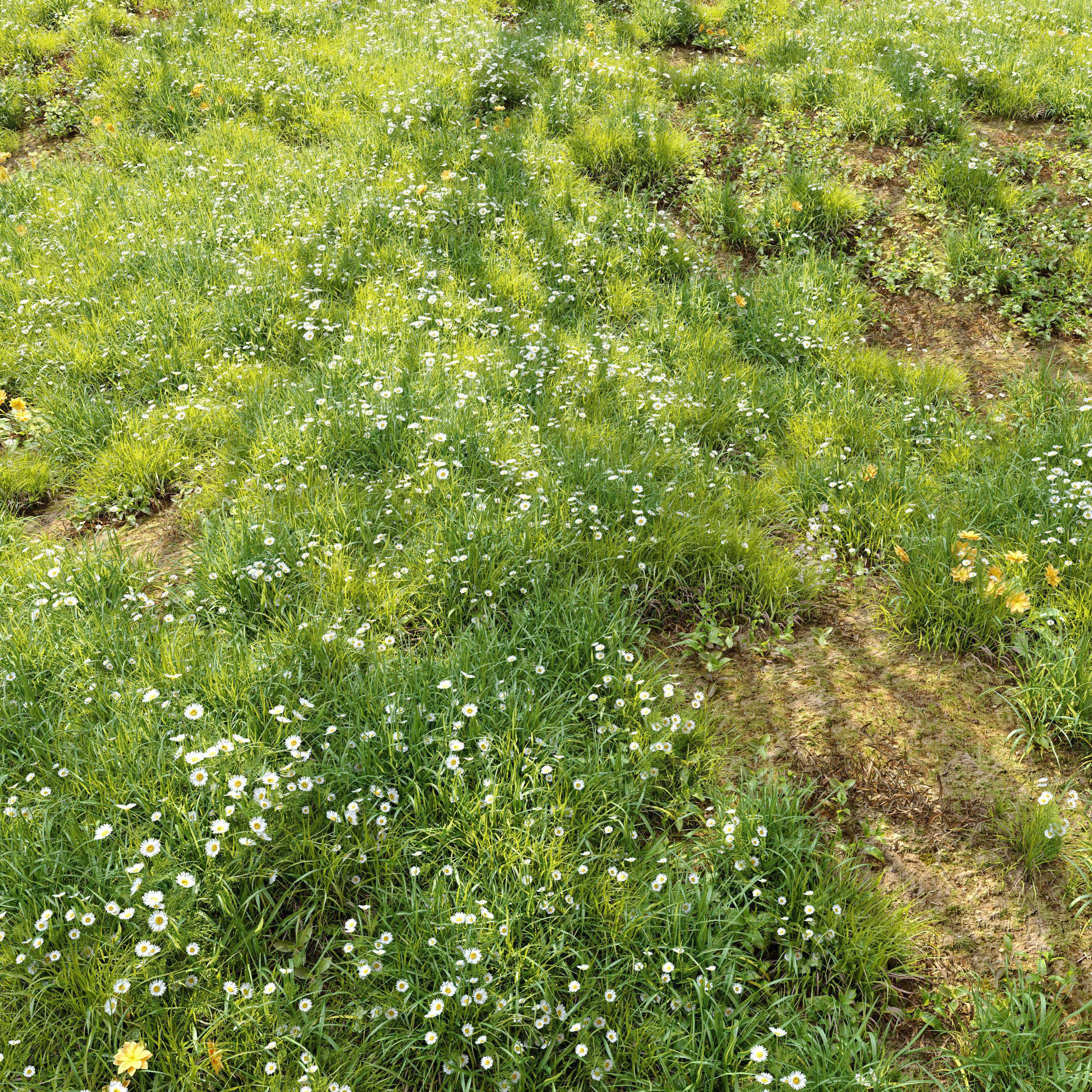 Meadow 3 dandelion in grass 3D model_1