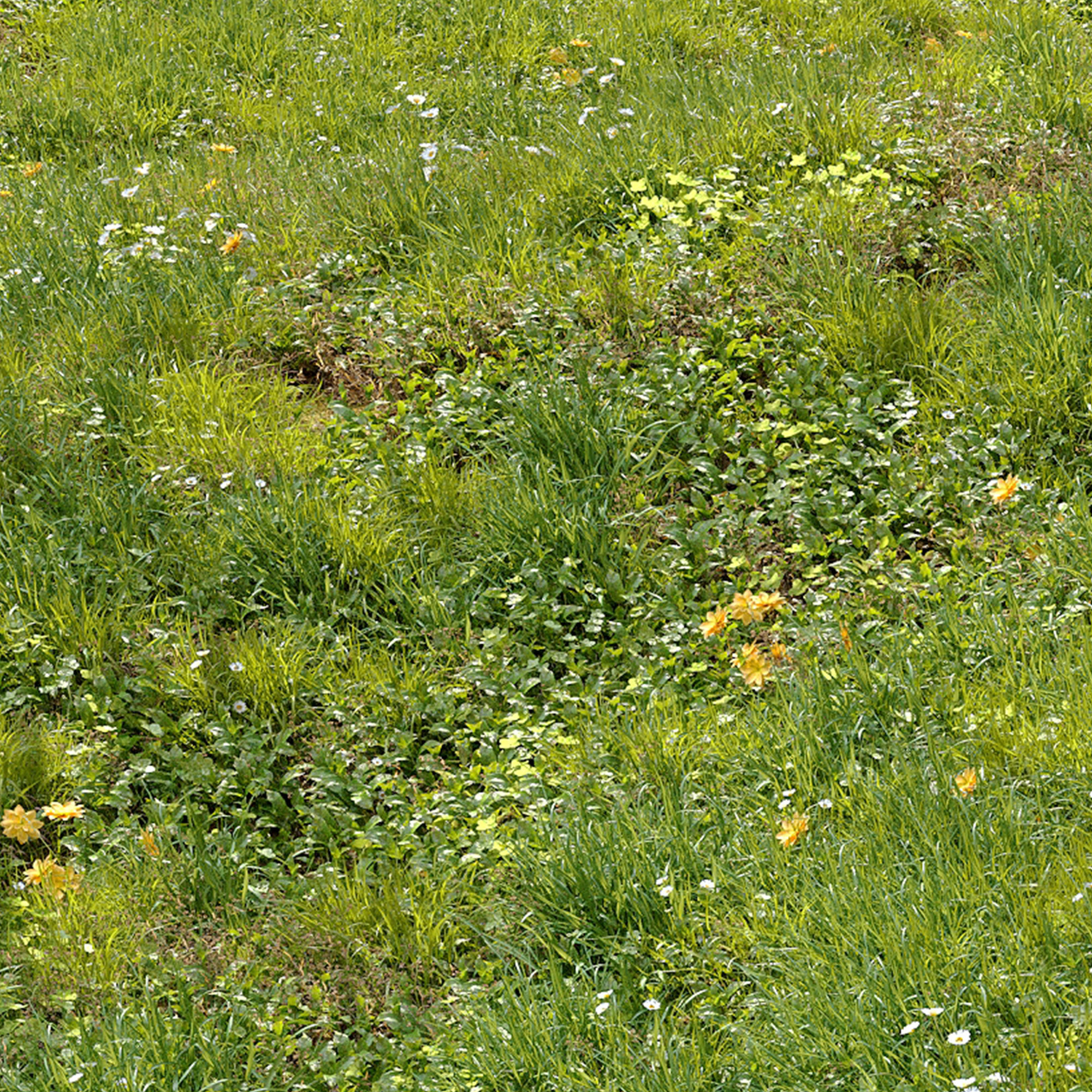Meadow 3 dandelion in grass 3D model_2