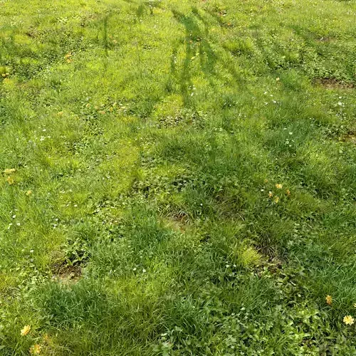 Meadow 3 dandelion in grass 3D model