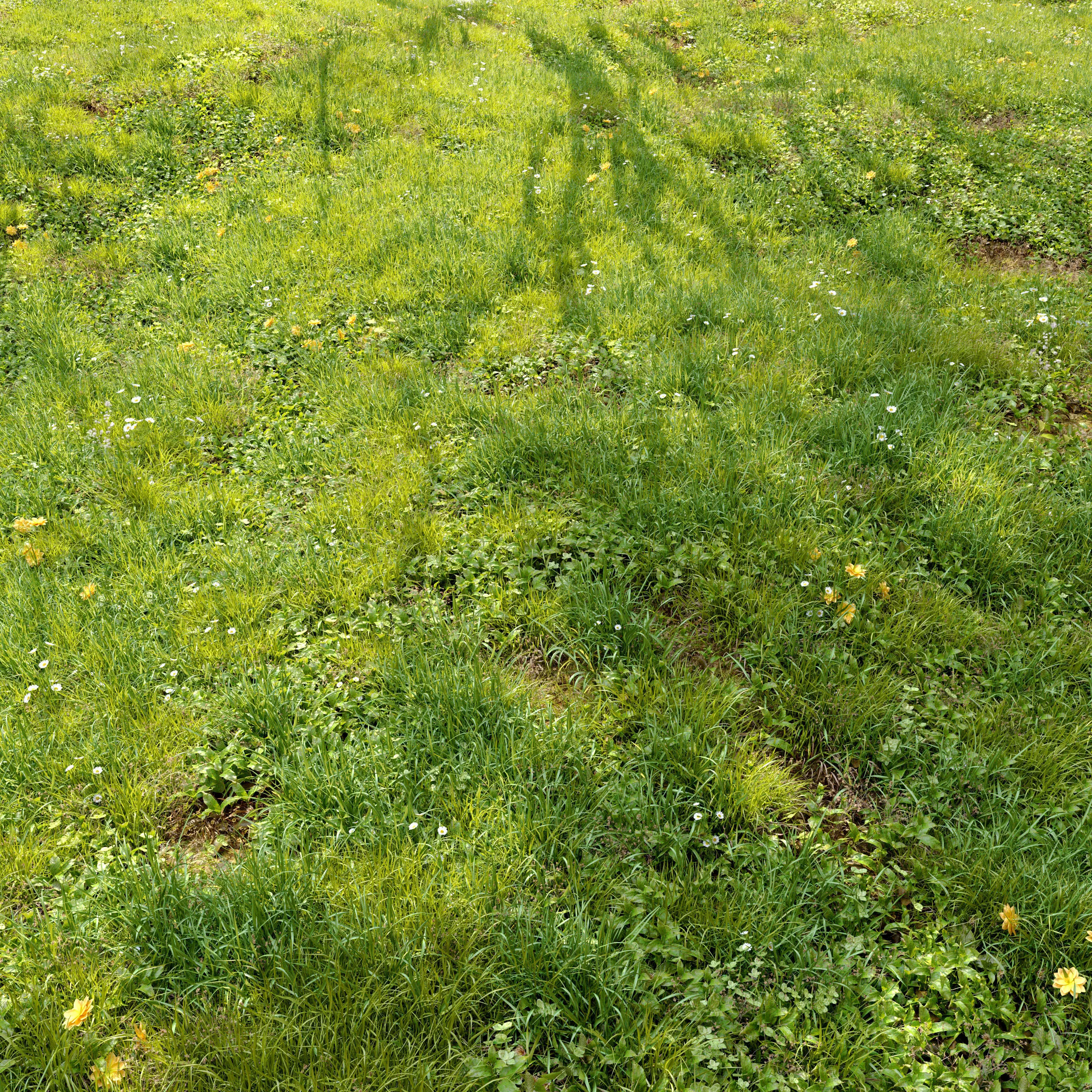 Meadow 3 dandelion in grass 3D model_0