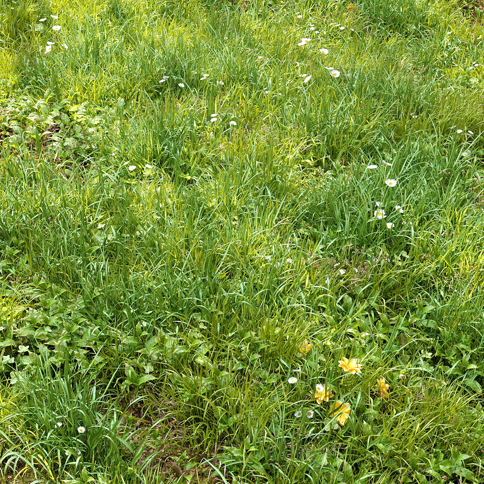 Meadow 3 dandelion in grass 3D model_3
