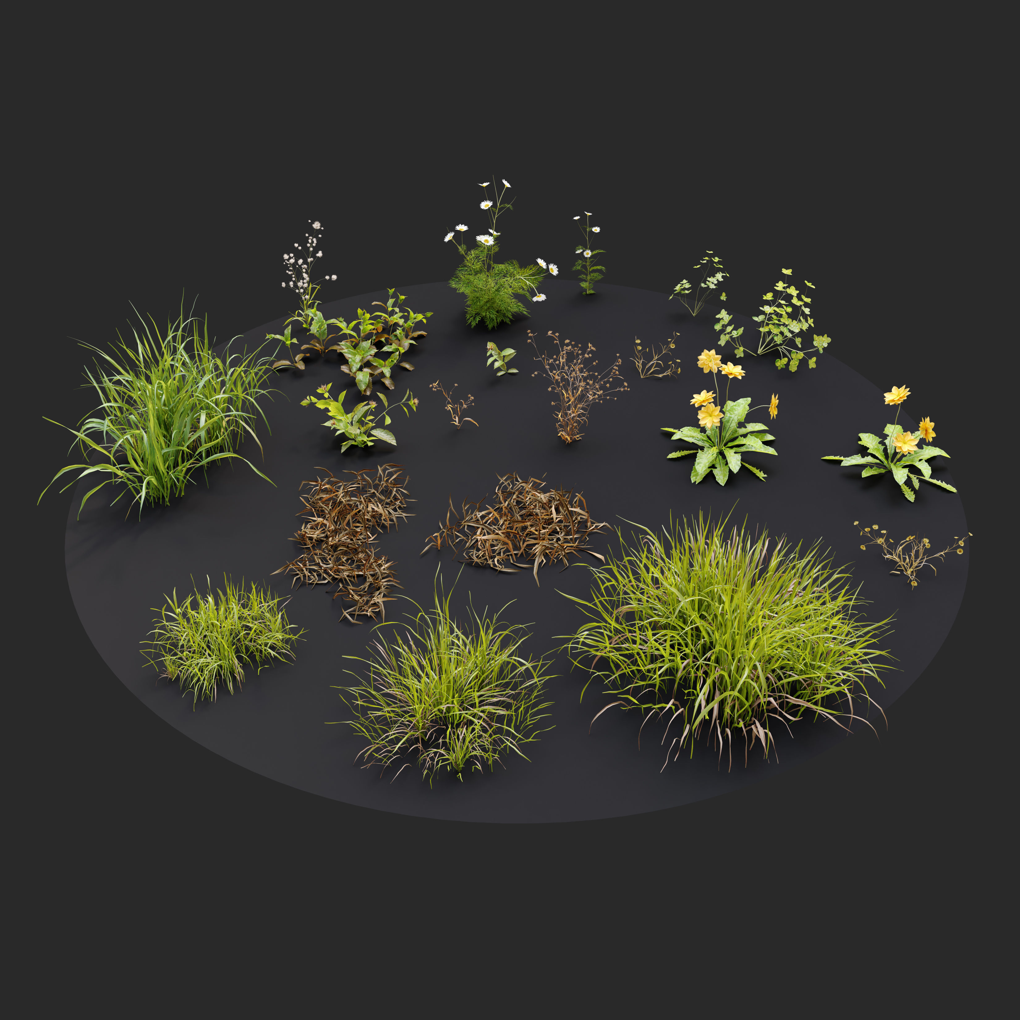 Meadow 3 dandelion in grass 3D model_4