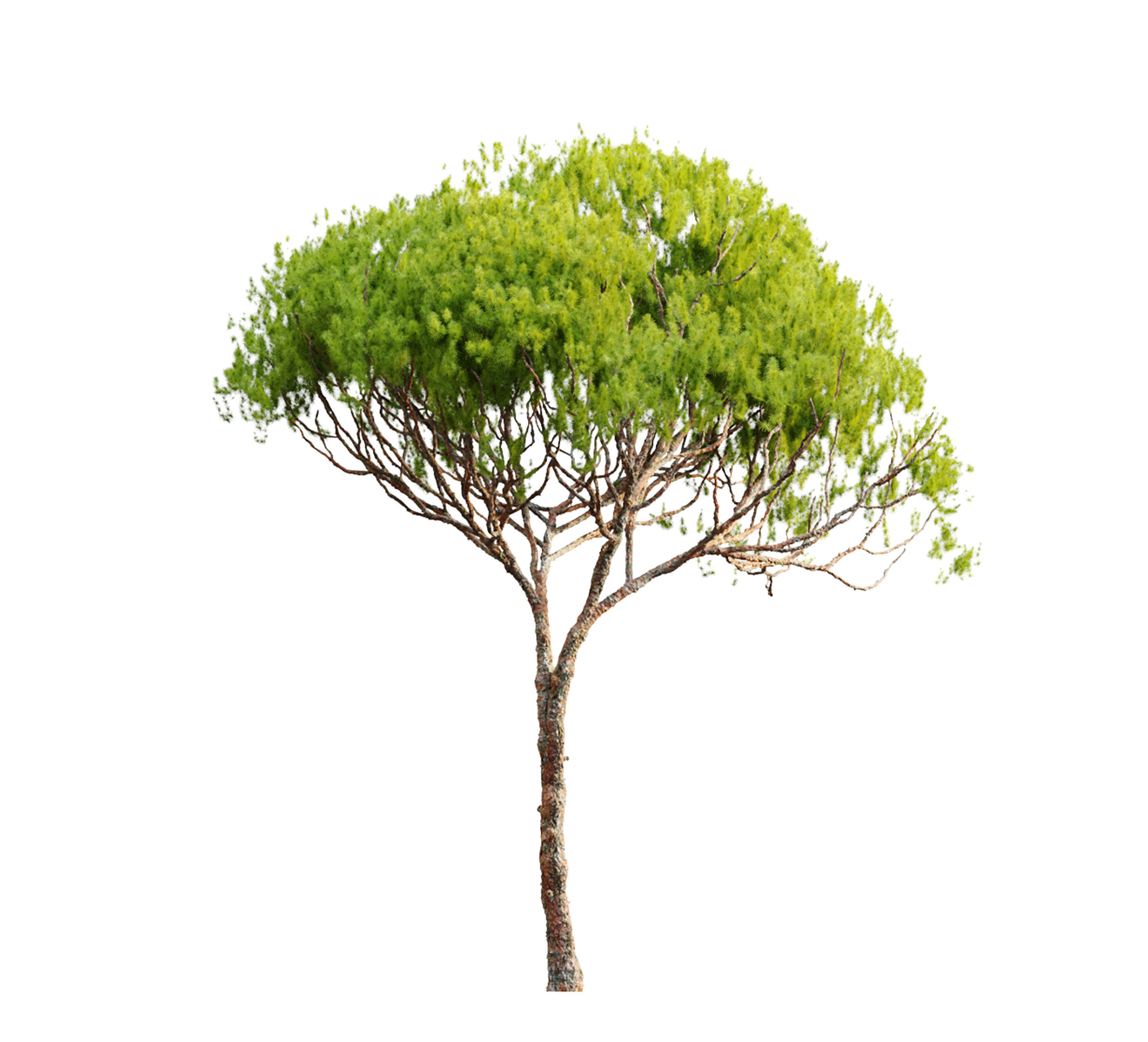 Stone pine 04  3D model_6
