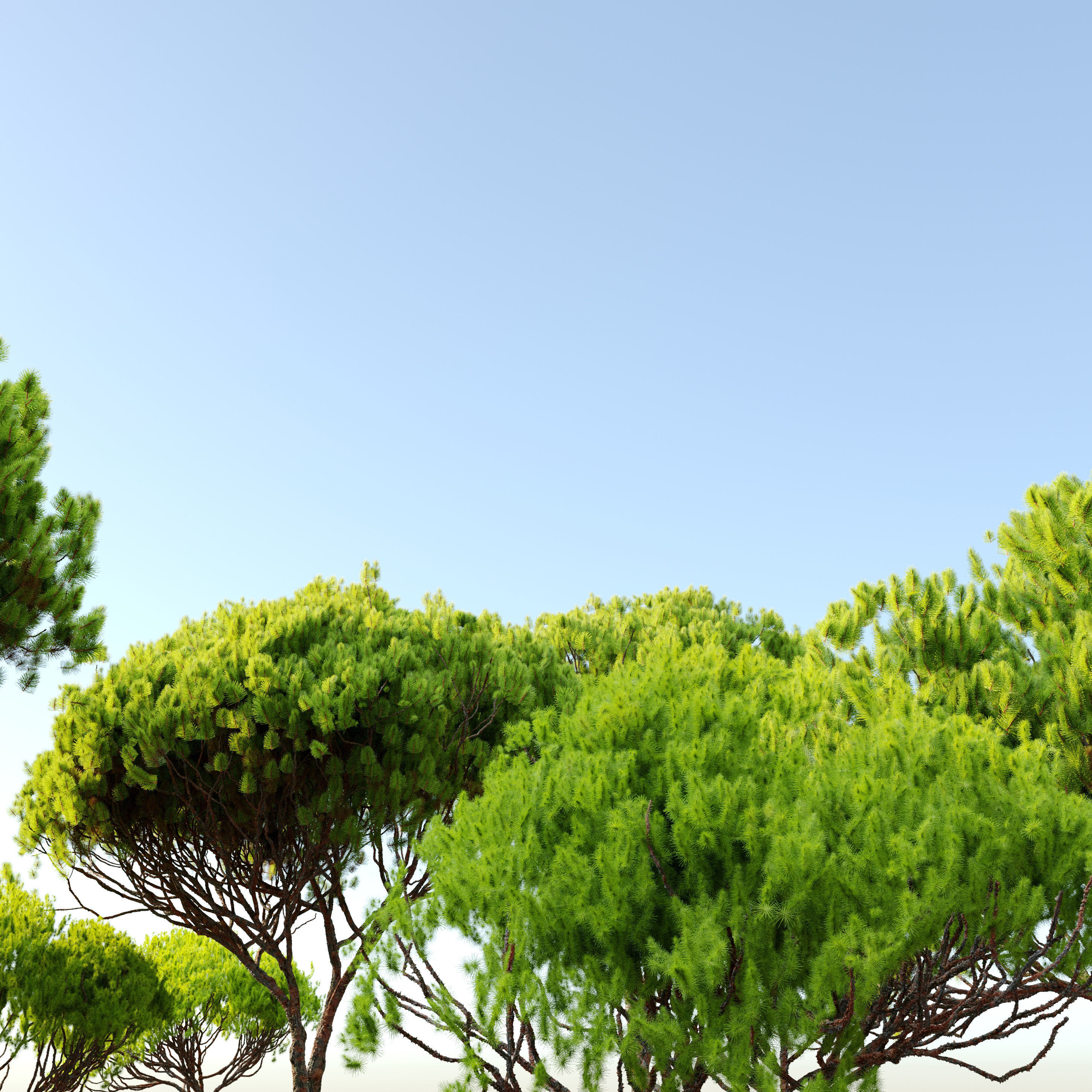 Stone pine 04  3D model_2