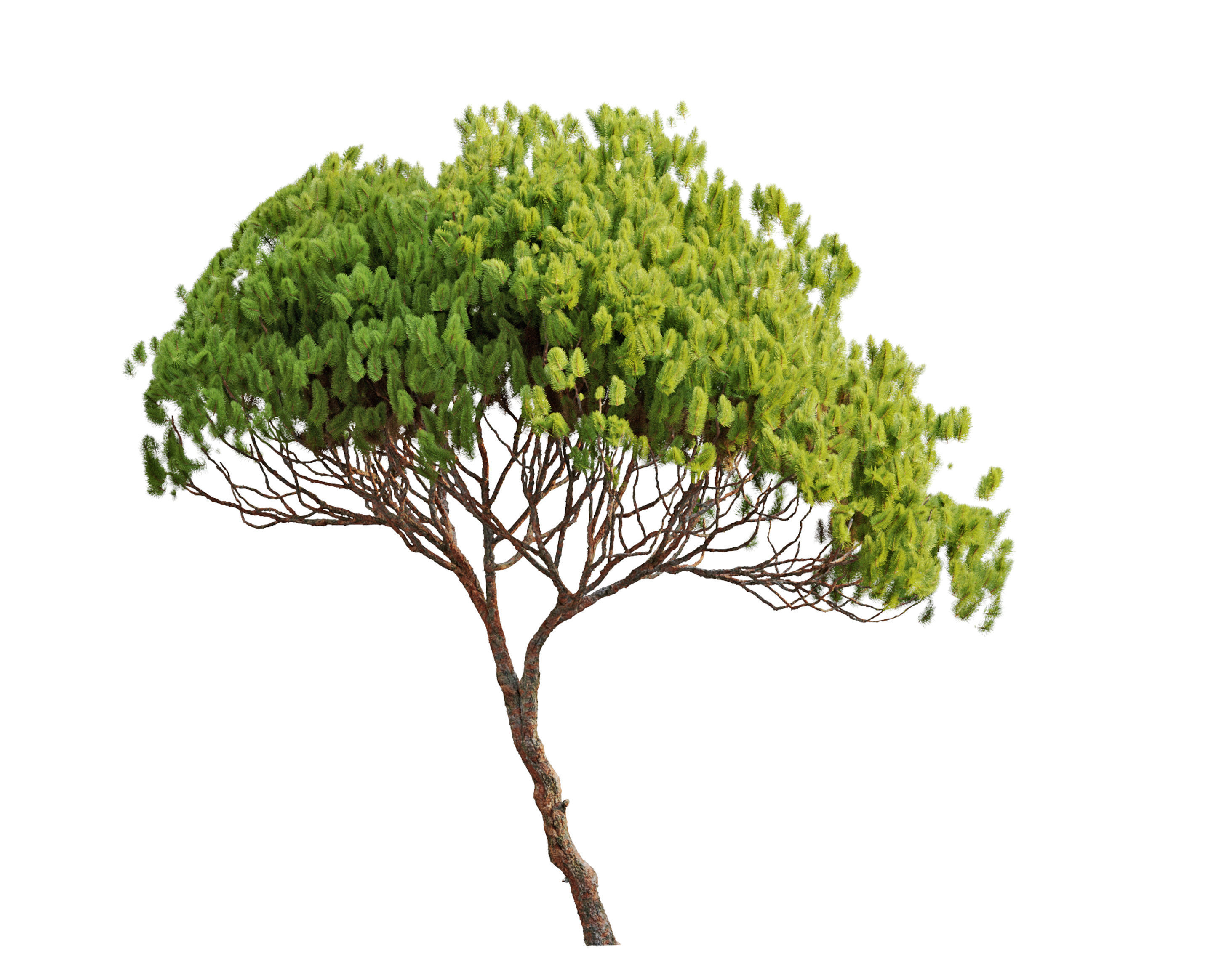 Stone pine 04  3D model_5
