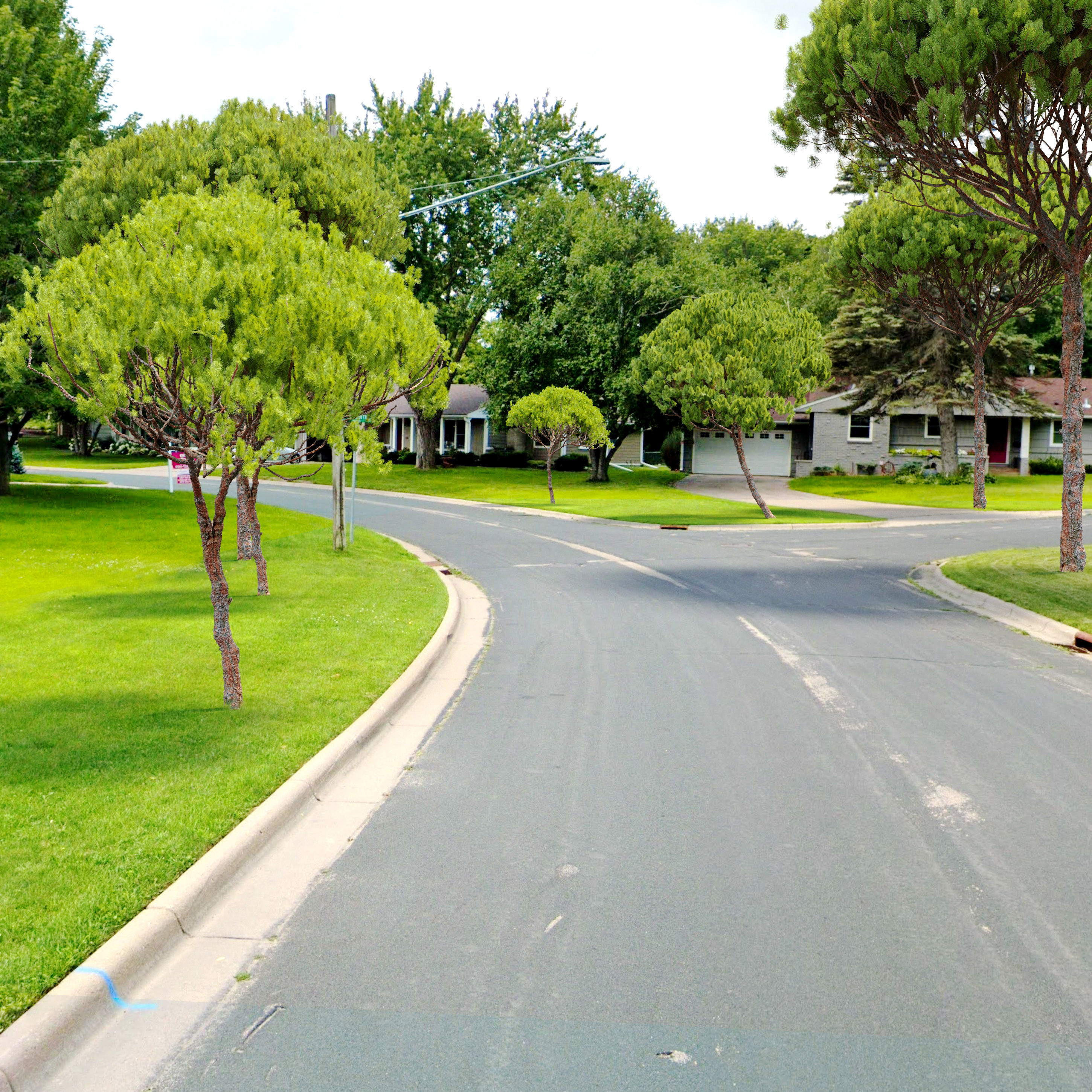 Stone pine 04  3D model_3