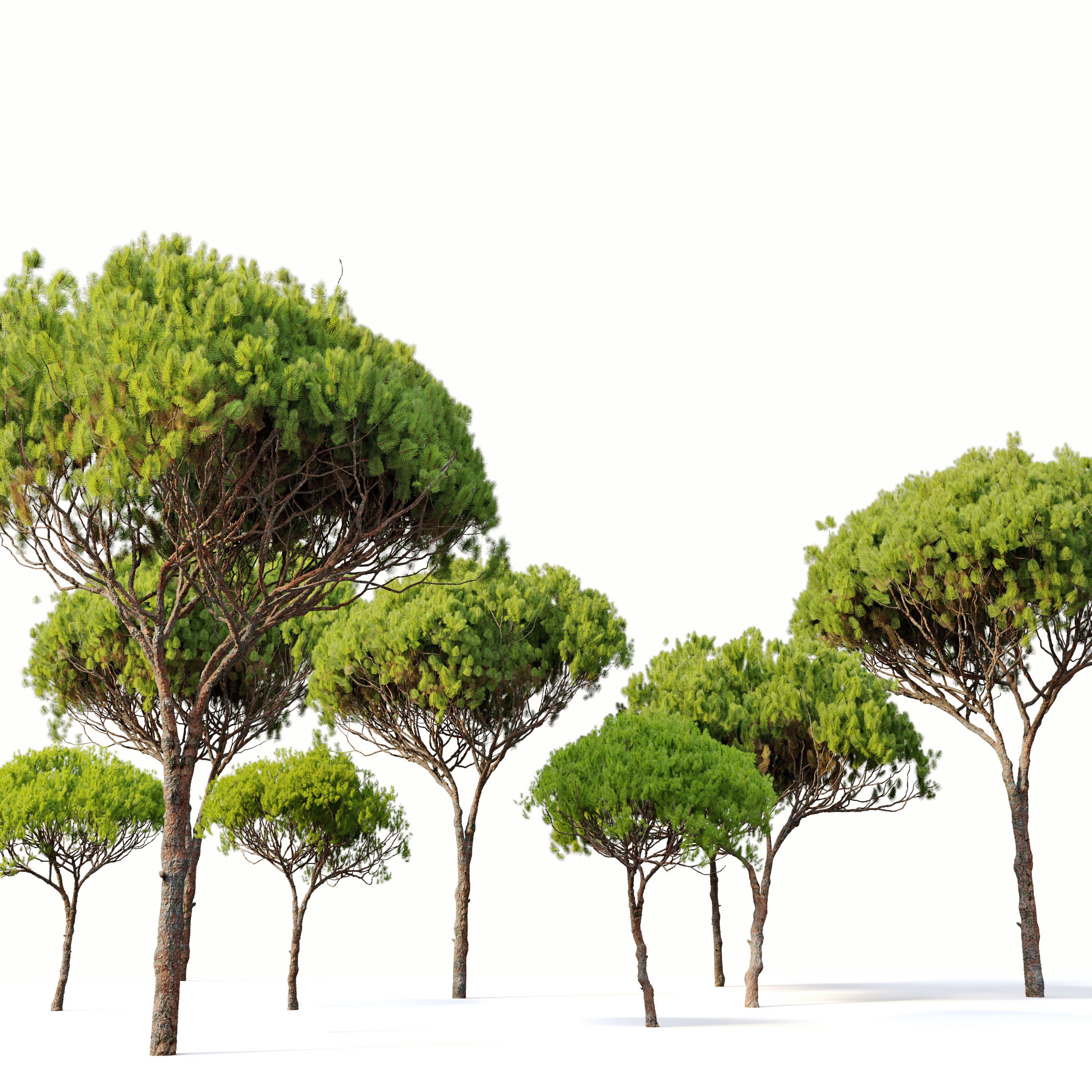 Stone pine 04  3D model_1