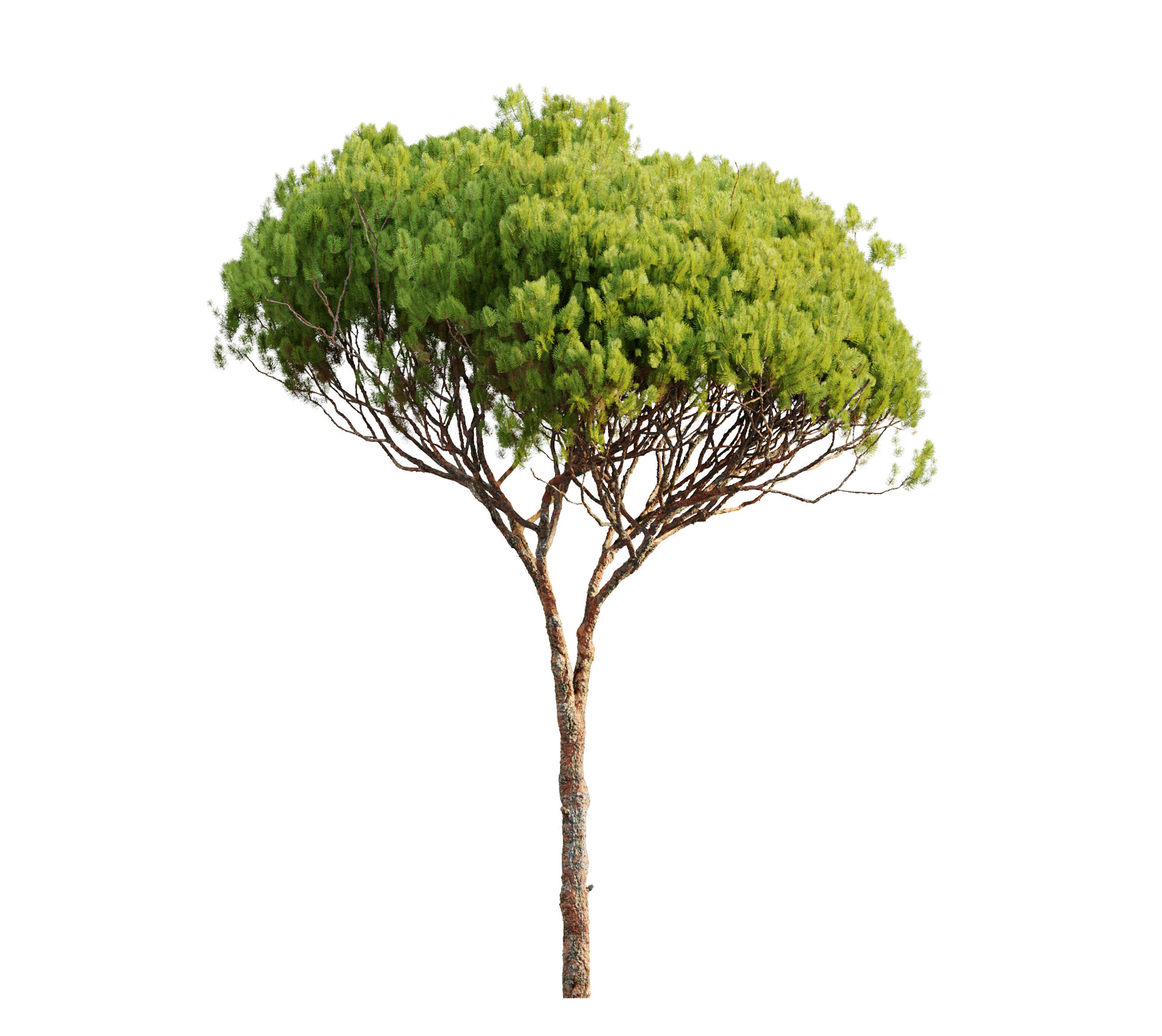 Stone pine 04  3D model_4