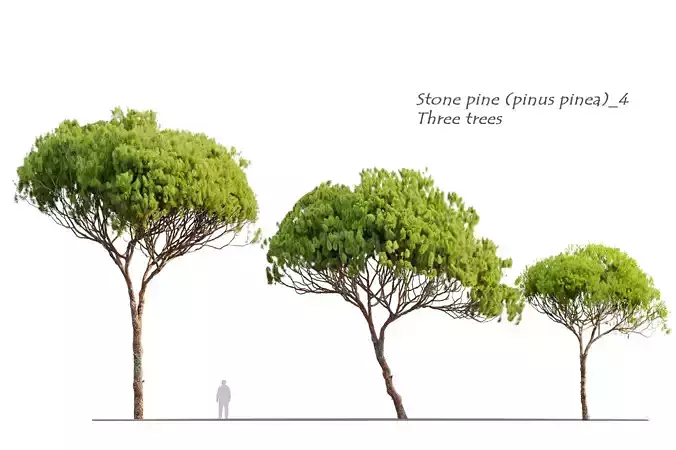 Stone pine 04 