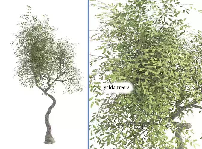 yalda tree 2 Free 3D model