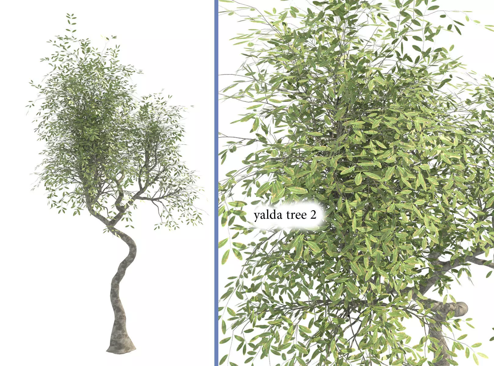 yalda tree 2 Free 3D model_0