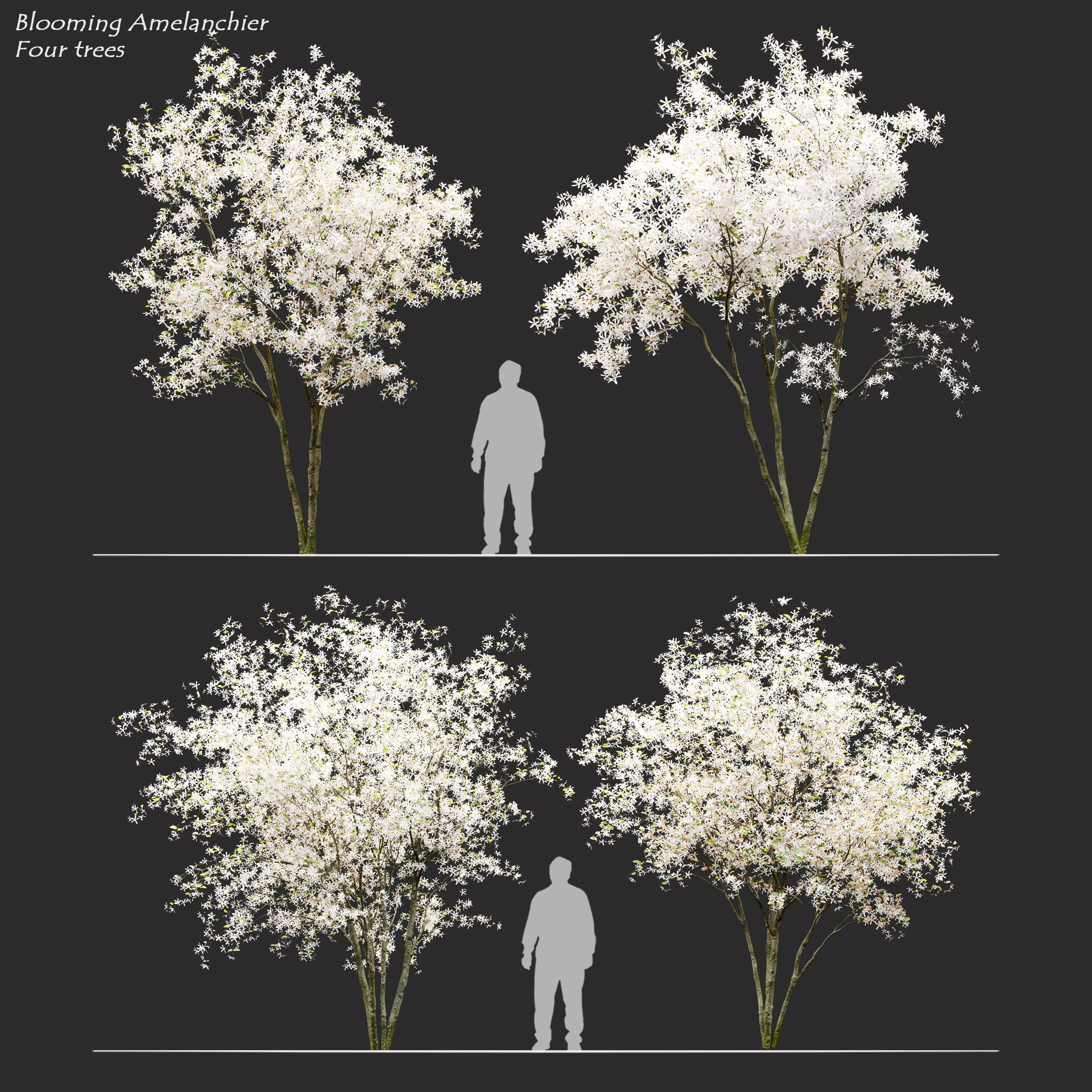 Blooming amelanchier 3D model