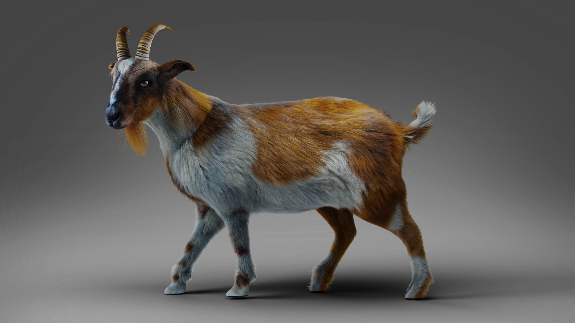 Fur Goat 01 Rigged in Blender Low-poly 3D model_6