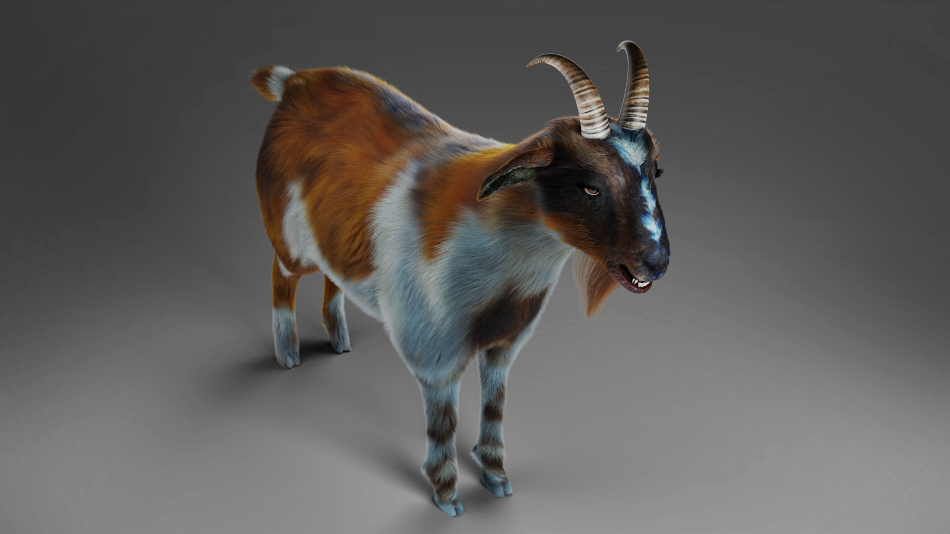 Fur Goat 01 Rigged in Blender Low-poly 3D model_9
