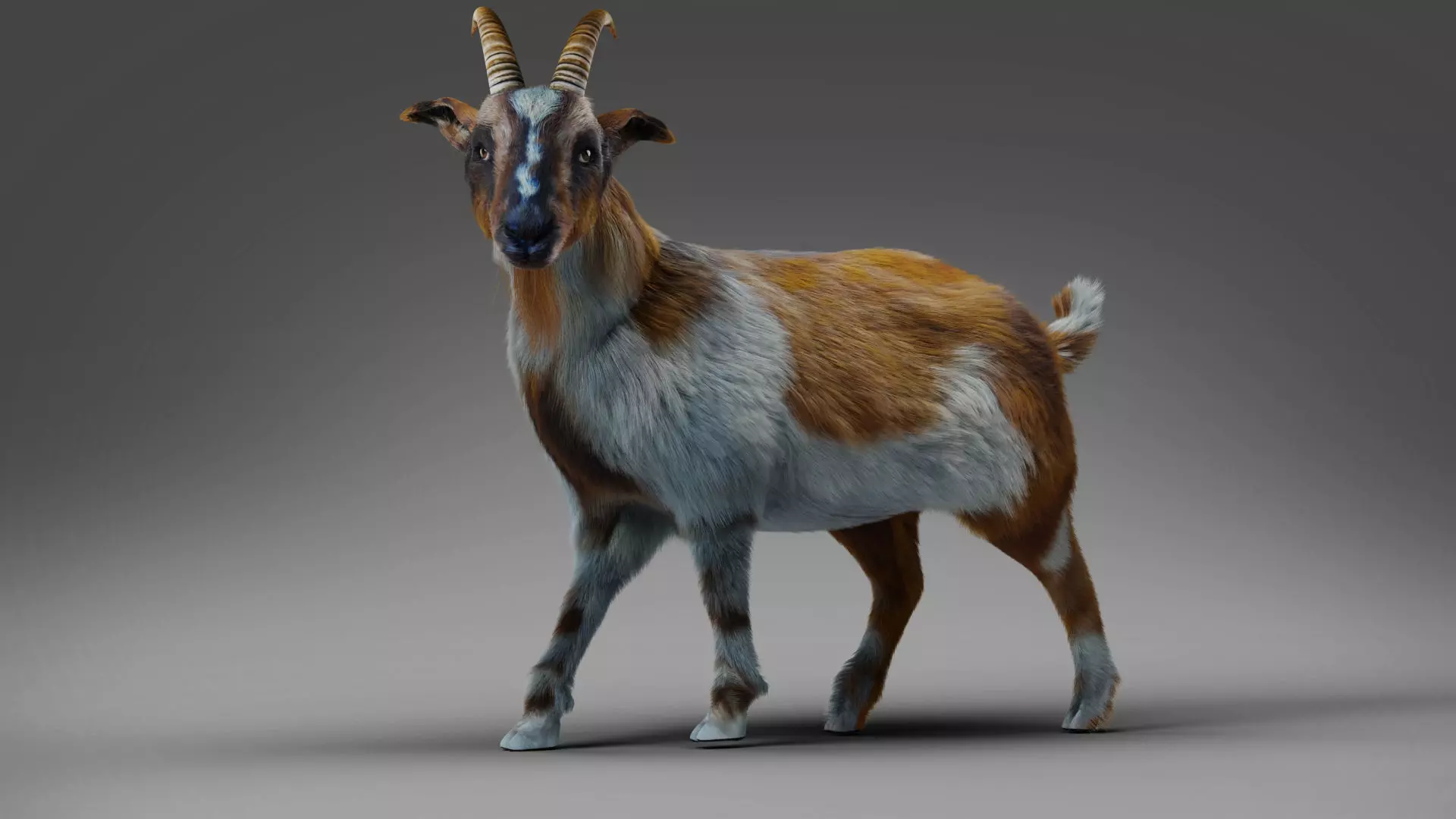 Fur Goat 01 Rigged in Blender Low-poly 3D model_0