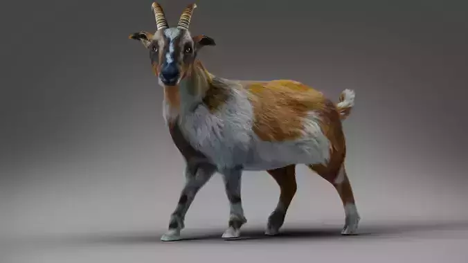 Fur Goat 01 Rigged in Blender Low-poly 3D model