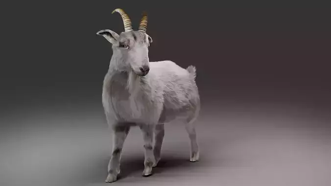 Fur Goat 02 Rigged in Blender  