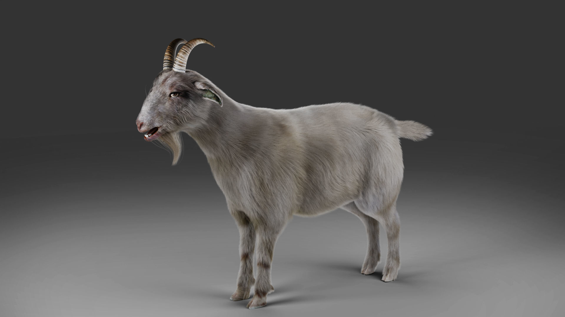 Fur Goat 02 NO Rigged in Blender Low-poly 3D model_3
