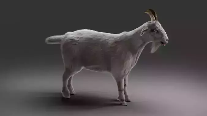 Fur Goat 02 NO Rigged in Blender Low-poly 3D model