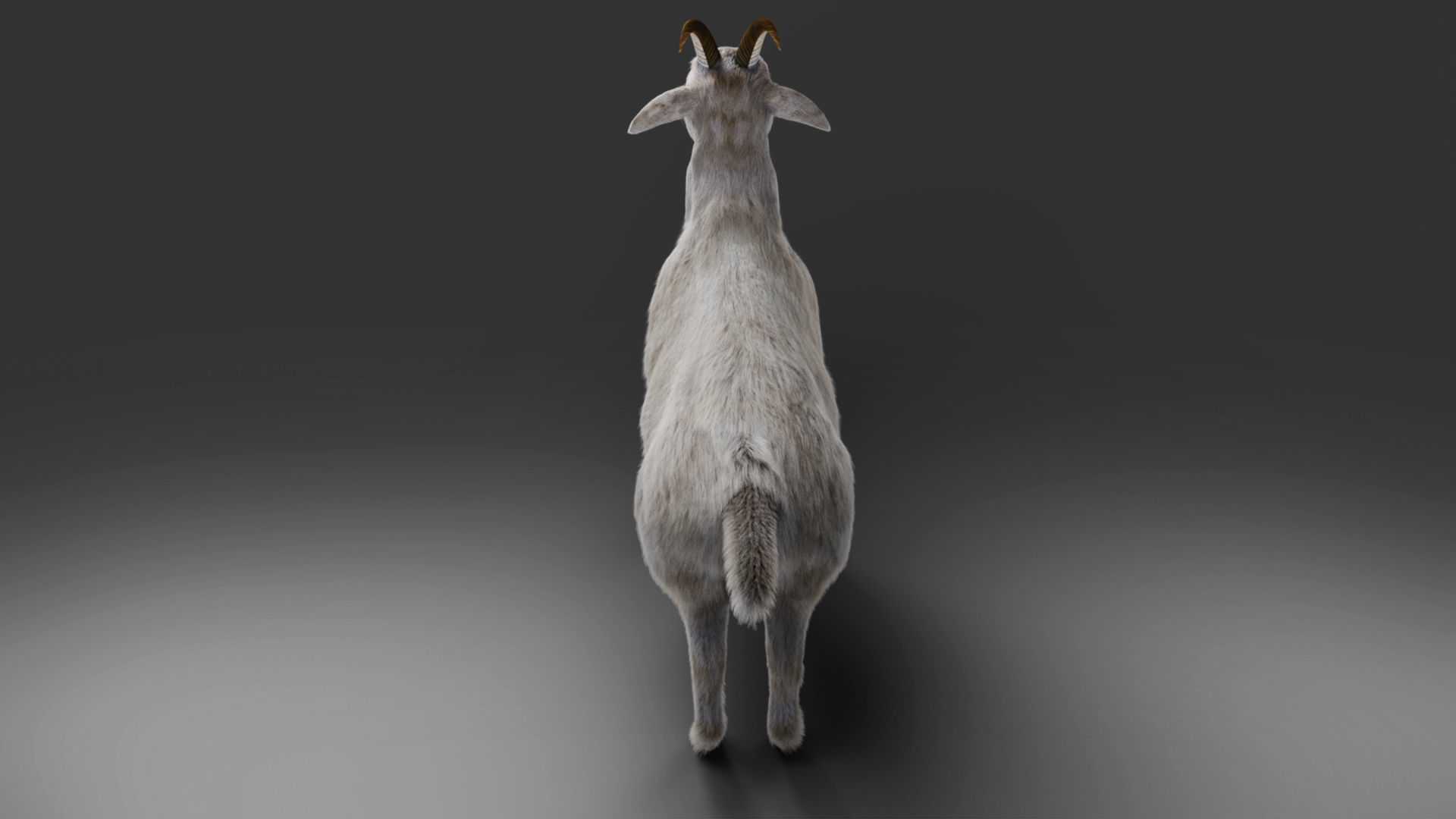 Fur Goat 02 NO Rigged in Blender Low-poly 3D model_2