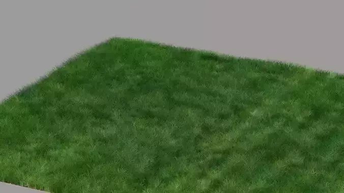 Grass
