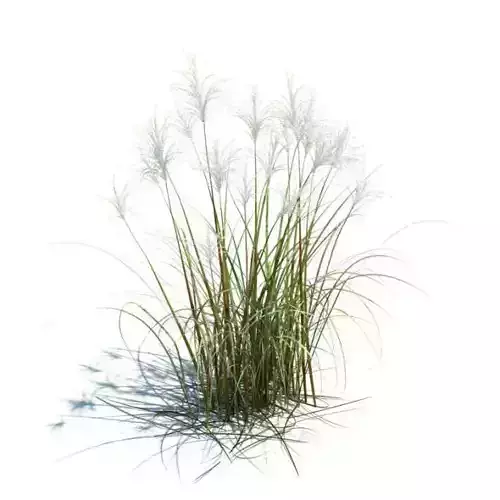 Amur Silver Grass 3D model