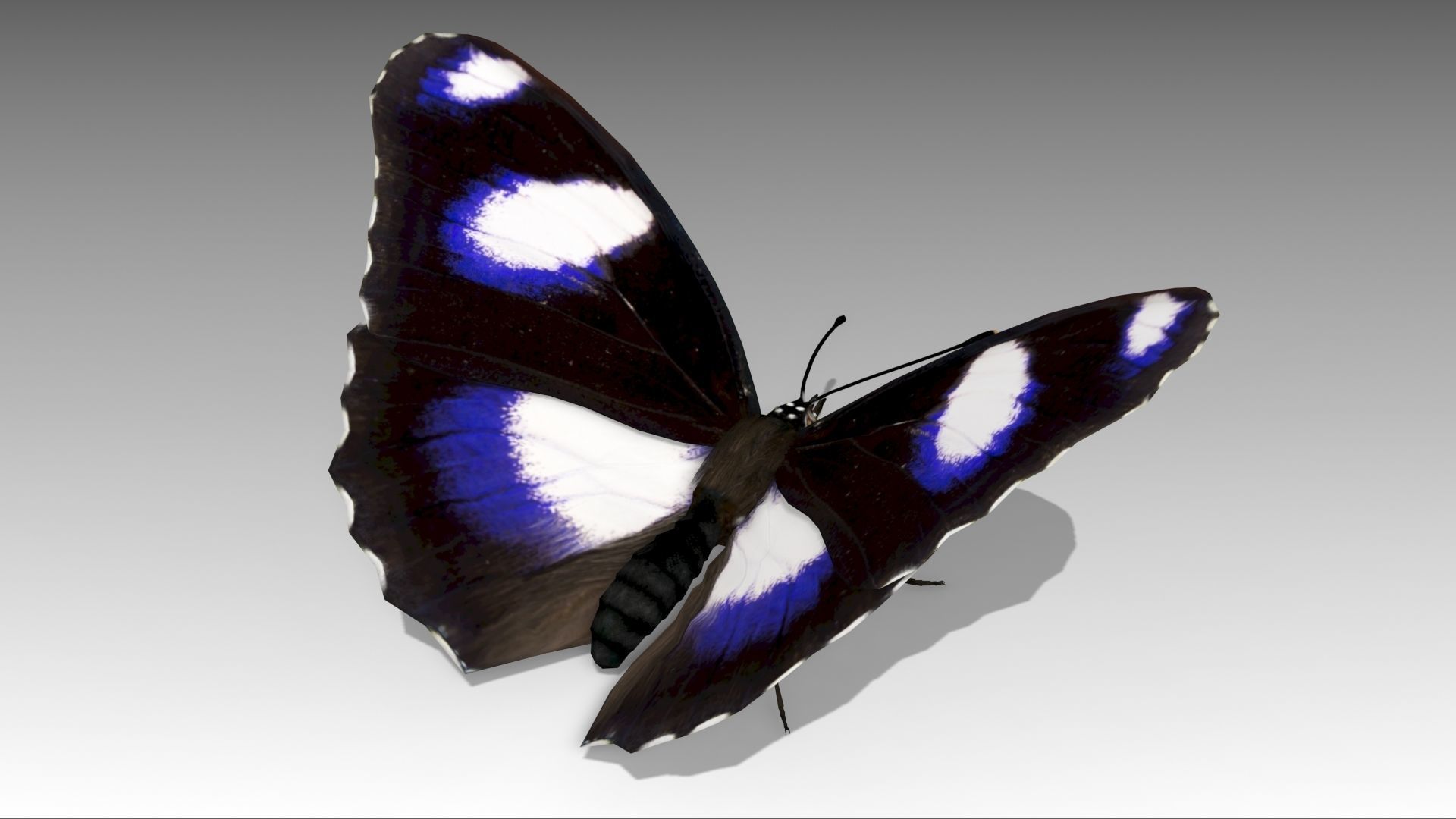 Great Eggfly Butterfly Low-poly 3D model_7