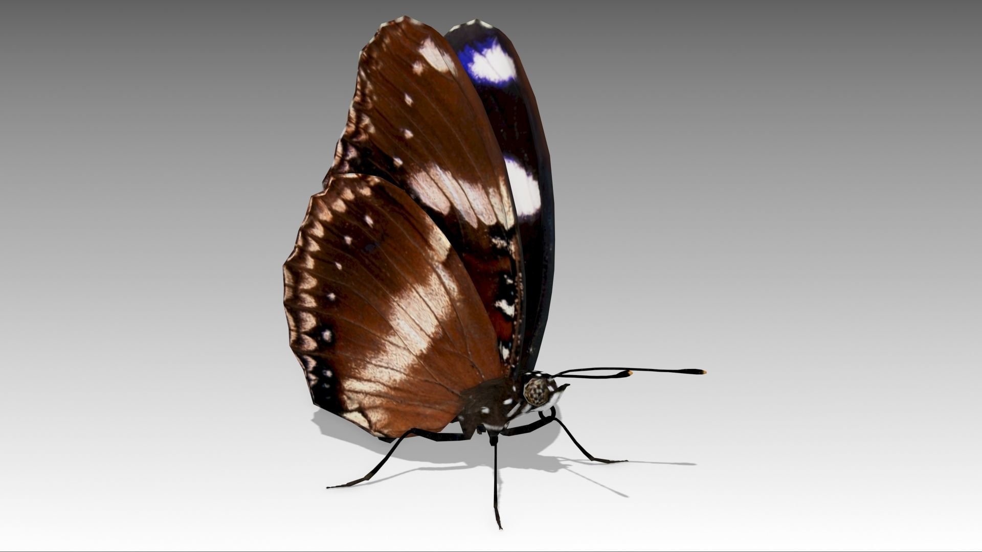 Great Eggfly Butterfly Low-poly 3D model_6