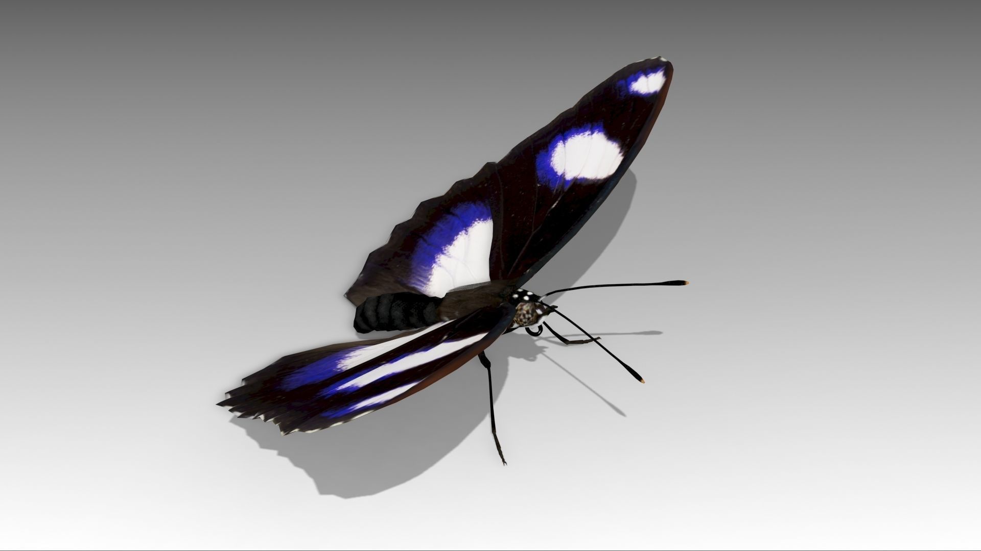 Great Eggfly Butterfly Low-poly 3D model_5