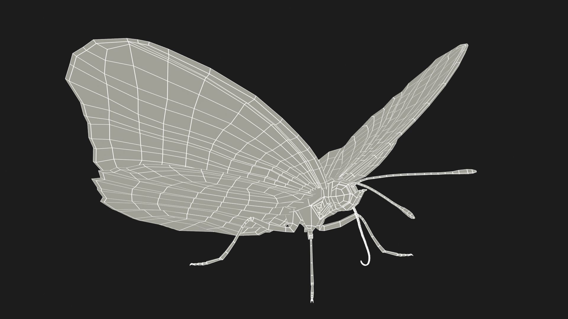 Great Eggfly Butterfly Low-poly 3D model_8