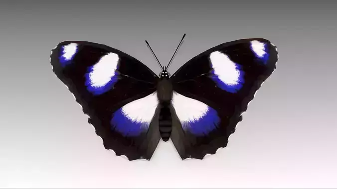 Great Eggfly Butterfly