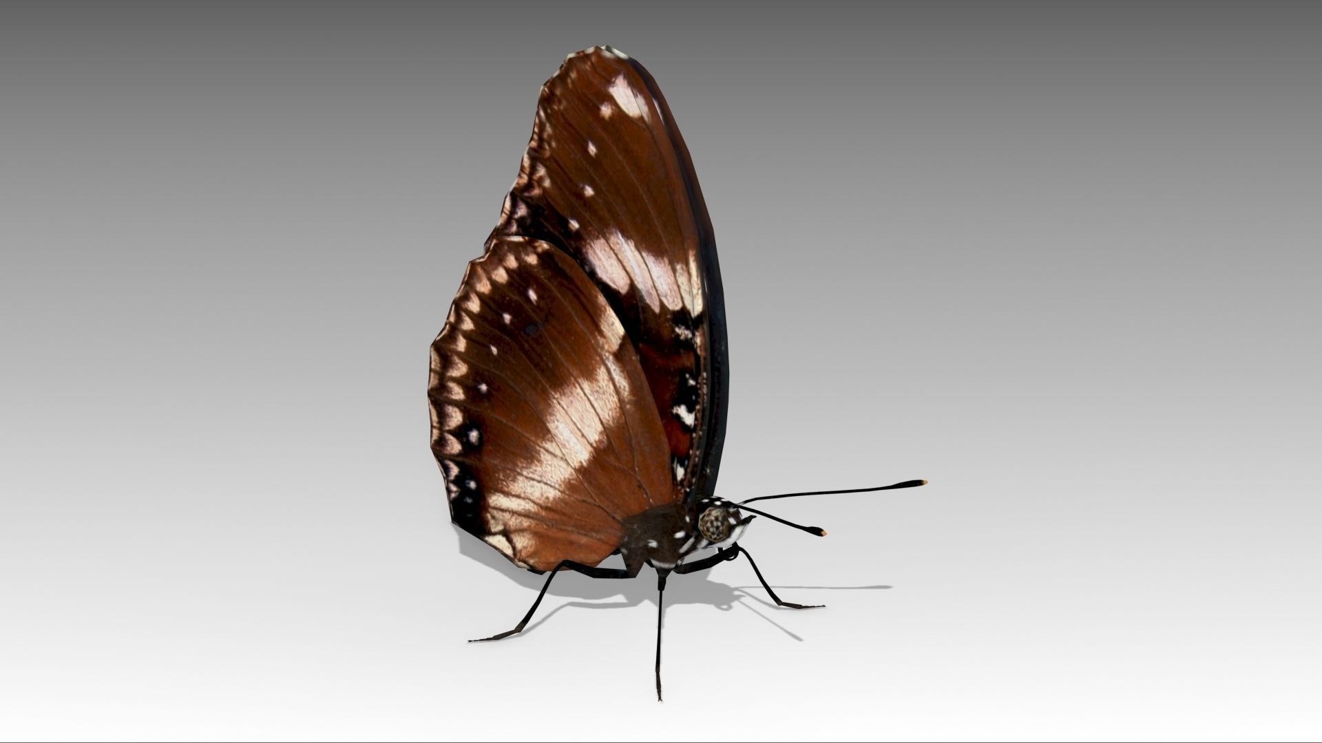 Great Eggfly Butterfly Low-poly 3D model_2