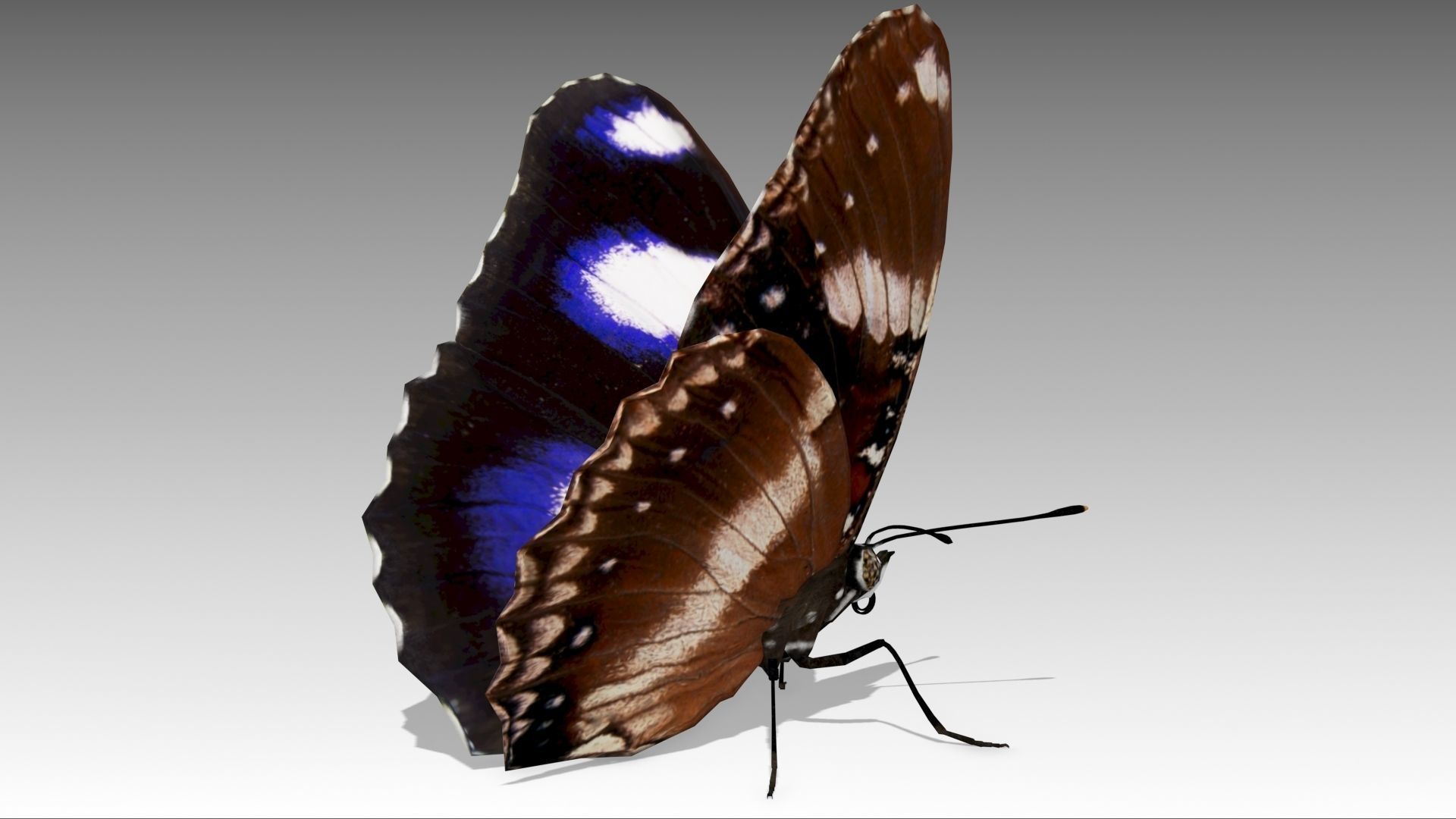 Great Eggfly Butterfly Low-poly 3D model_4