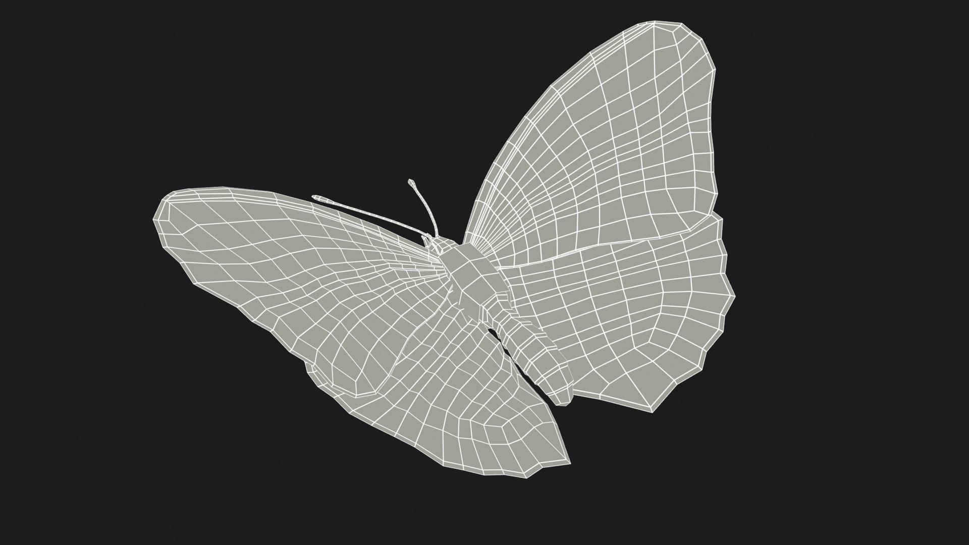 Great Eggfly Butterfly Low-poly 3D model_9