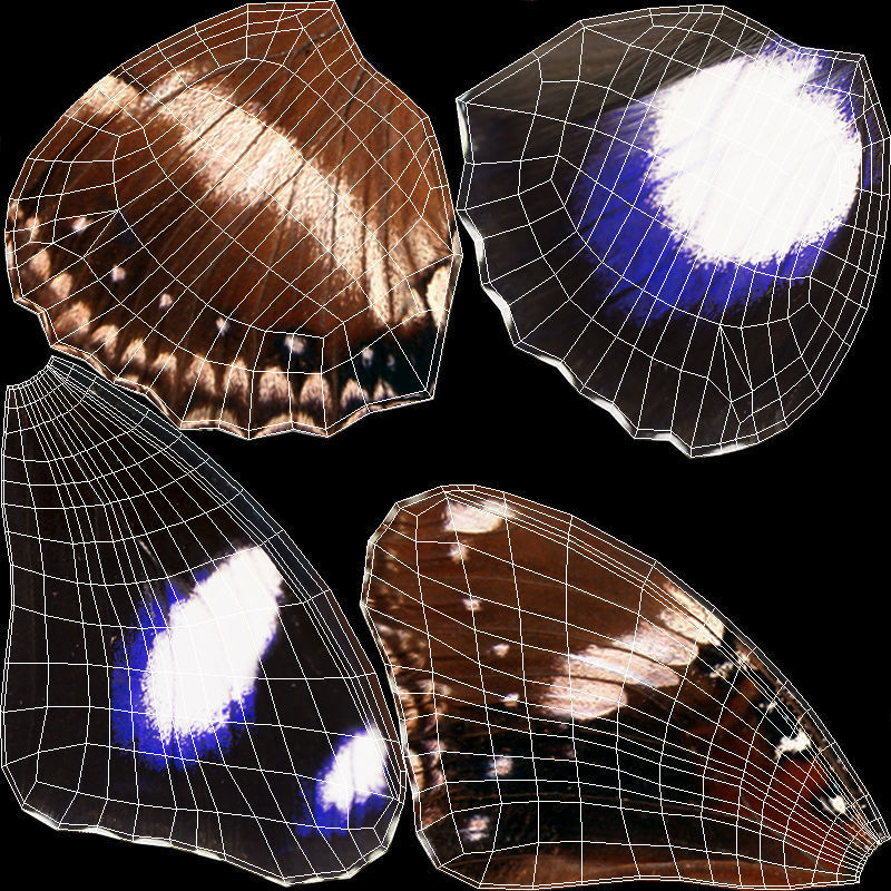 Great Eggfly Butterfly Low-poly 3D model_10