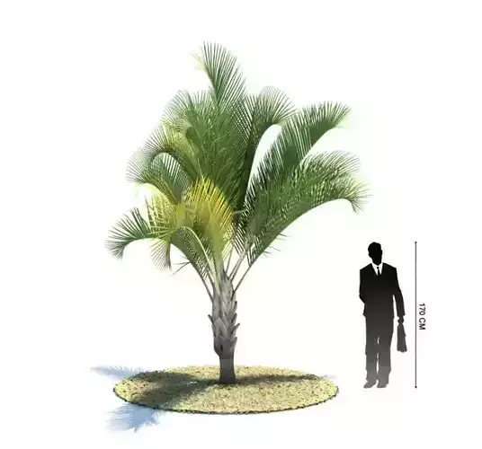 Short Trunk Growing Palm Tree With Green Palms