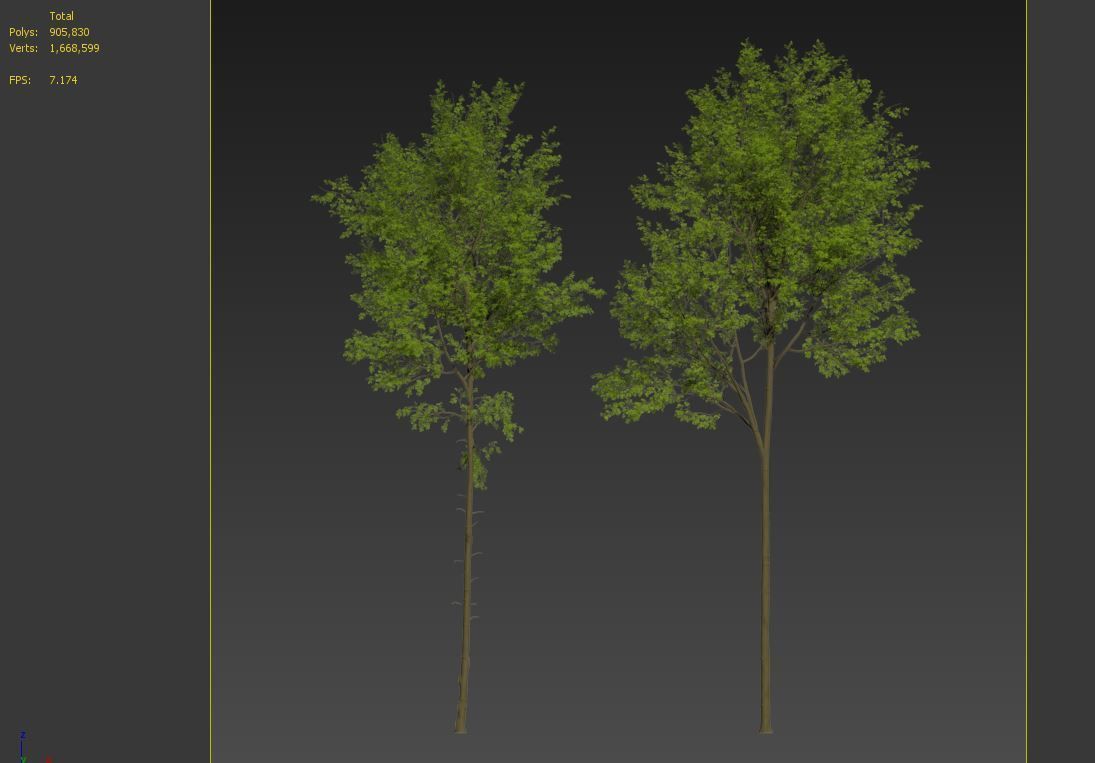 European beech 3D model_6