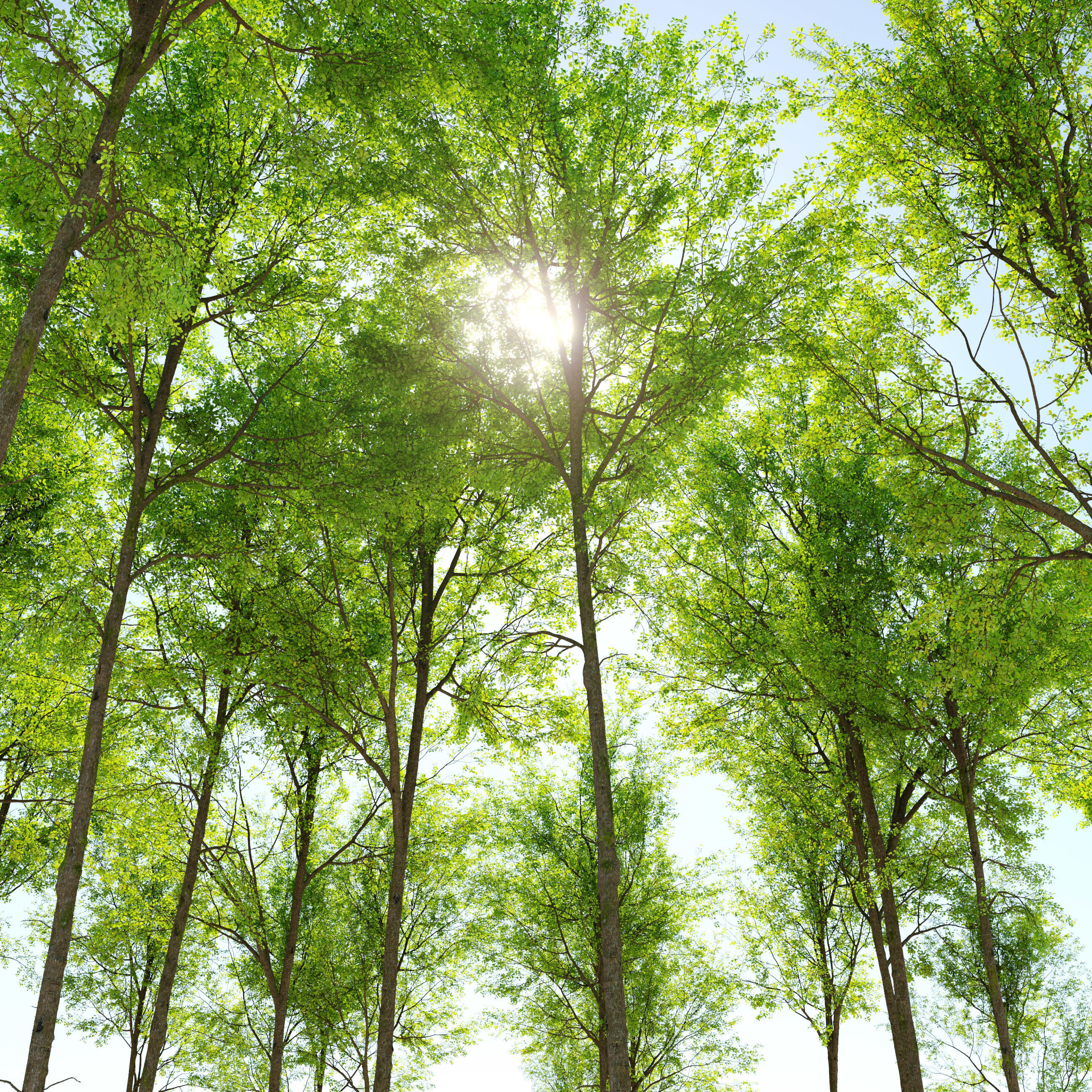 European beech 3D model_2