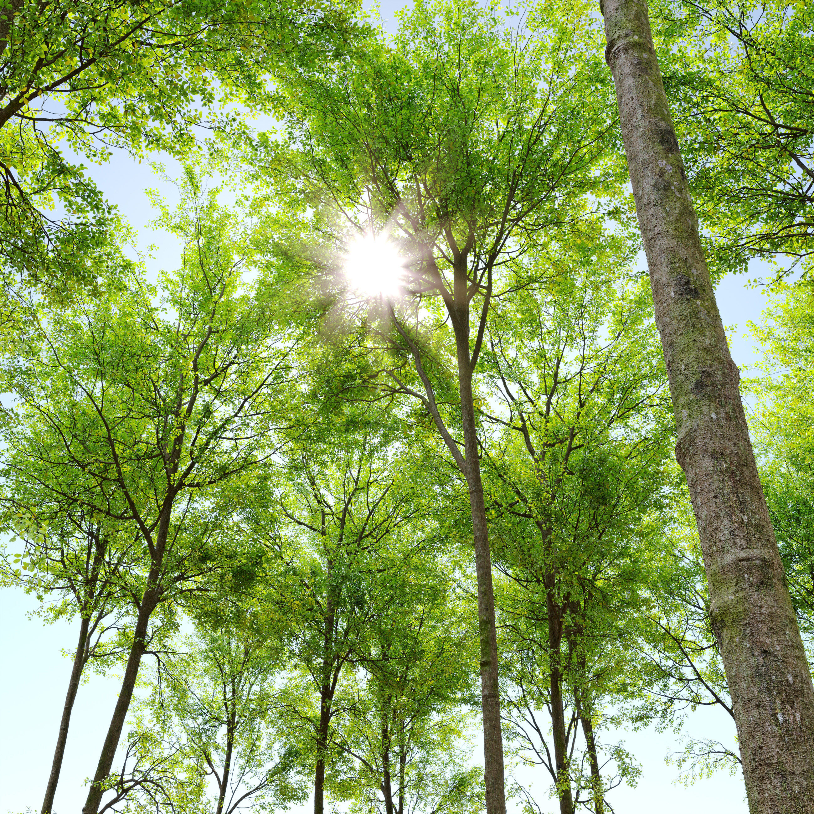 European beech 3D model_3