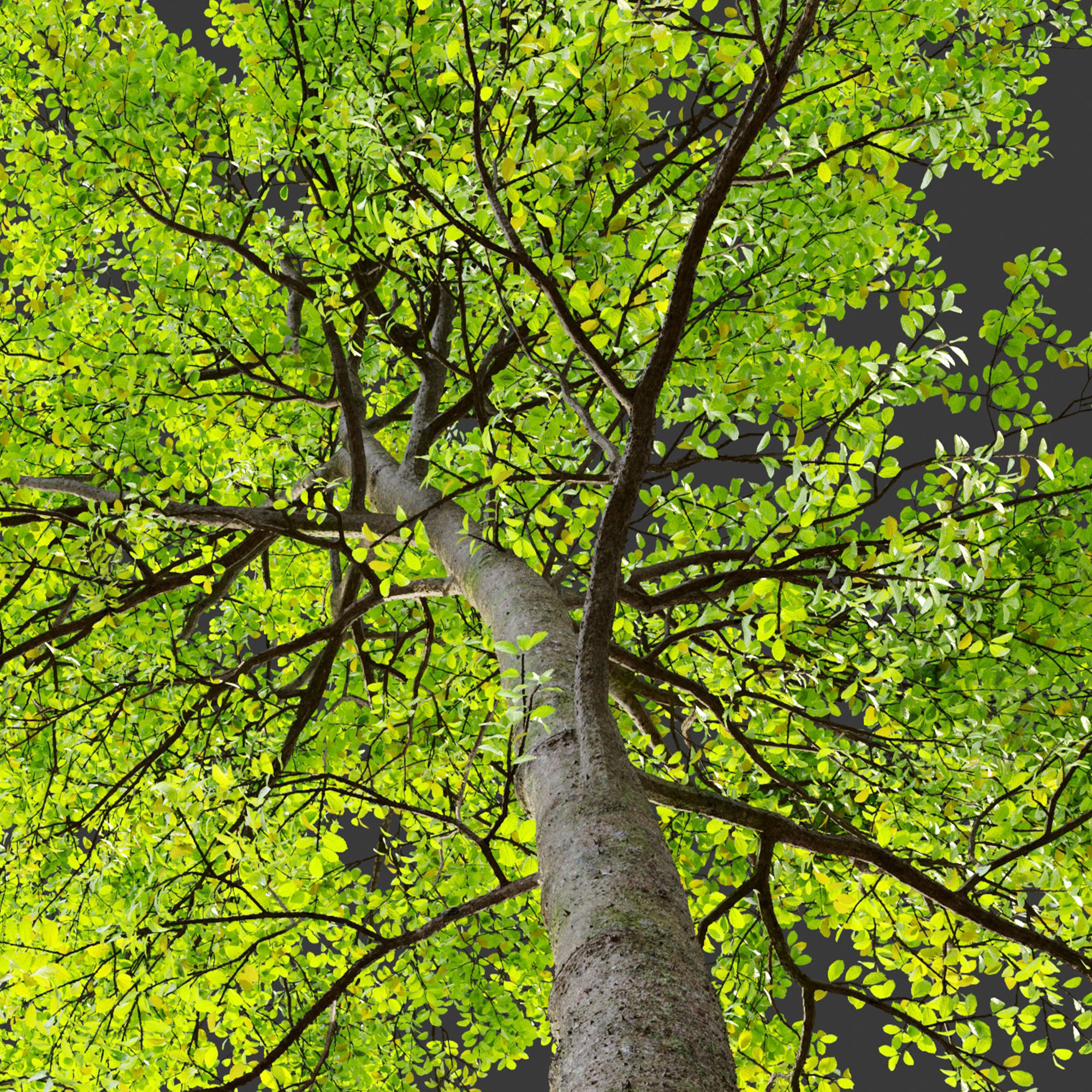 European beech 3D model_4