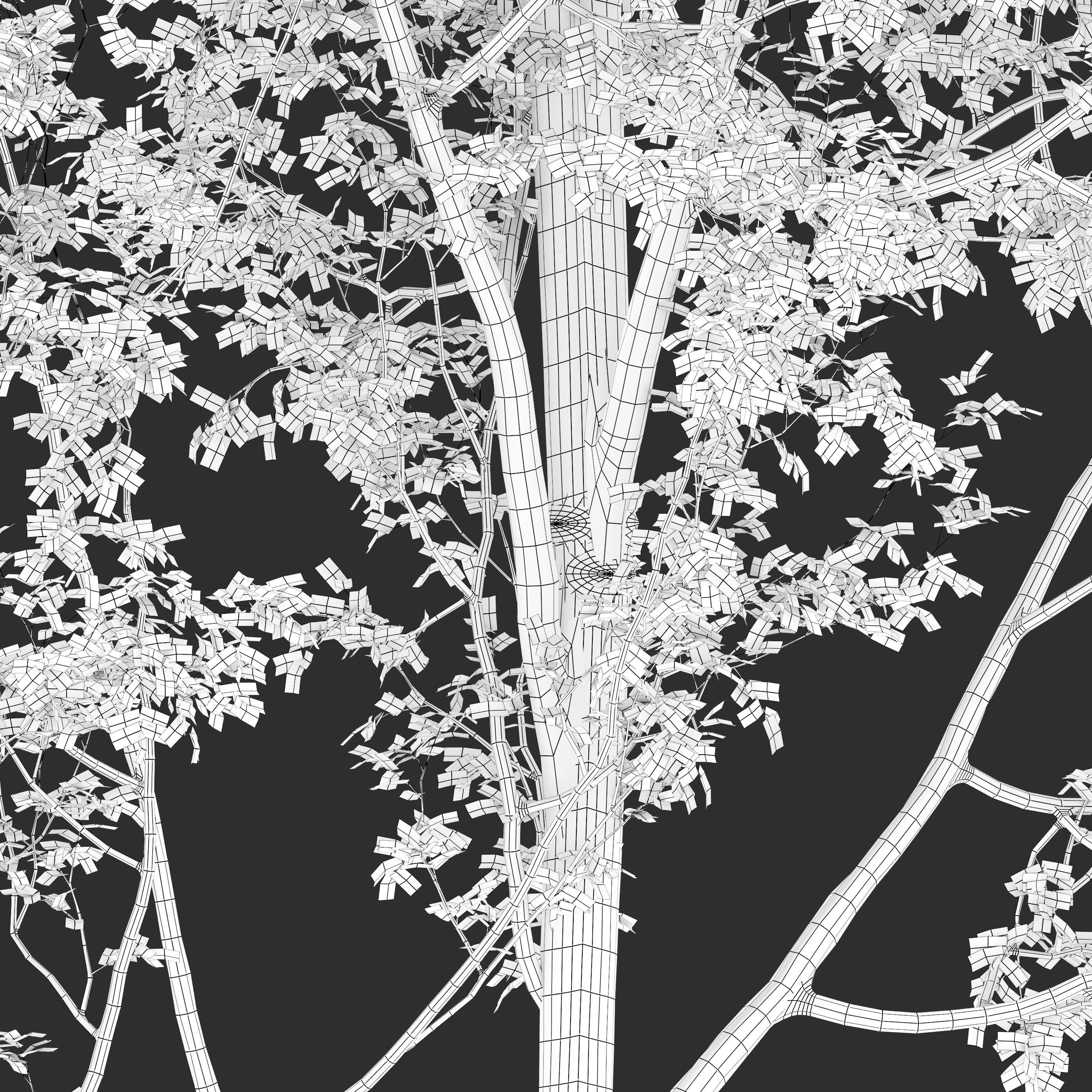 European beech 3D model_5