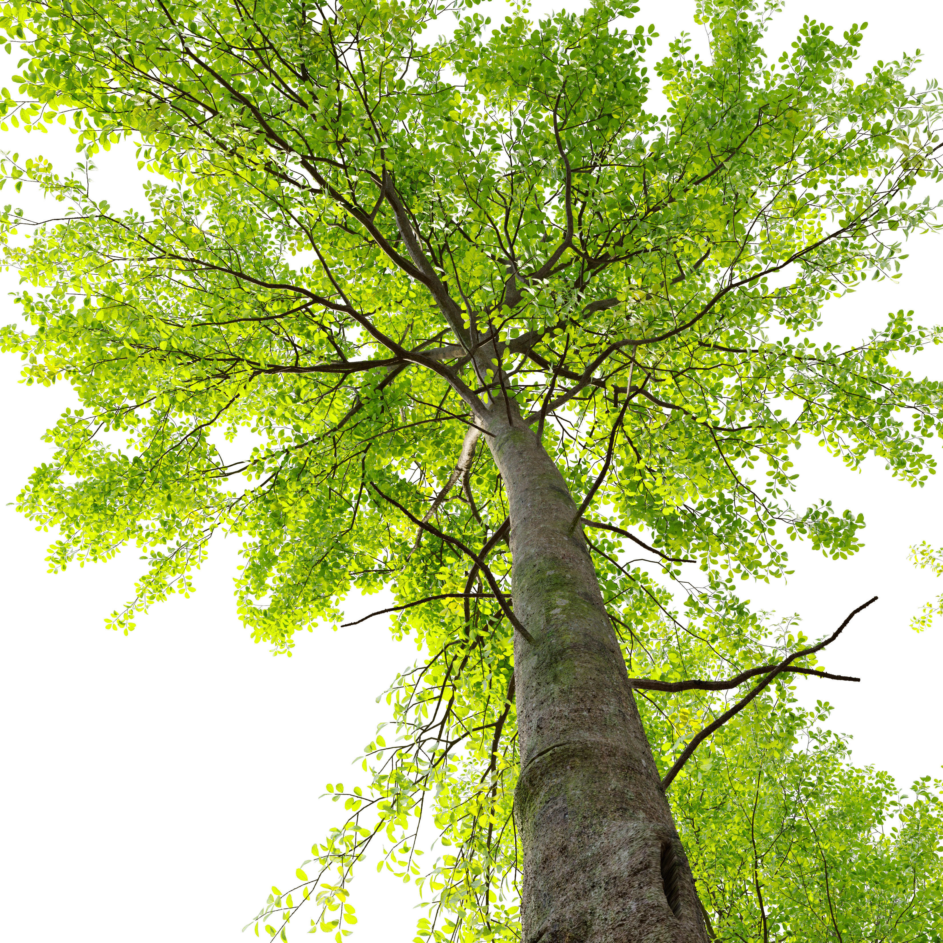 European beech 3D model_1