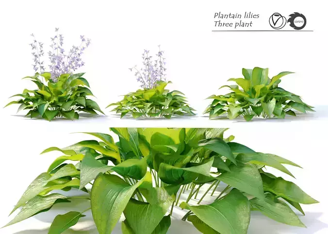 Plantain lilies 3D model