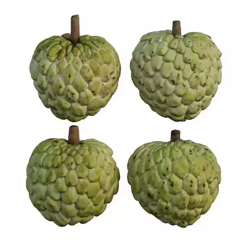 Annona squamosa 03