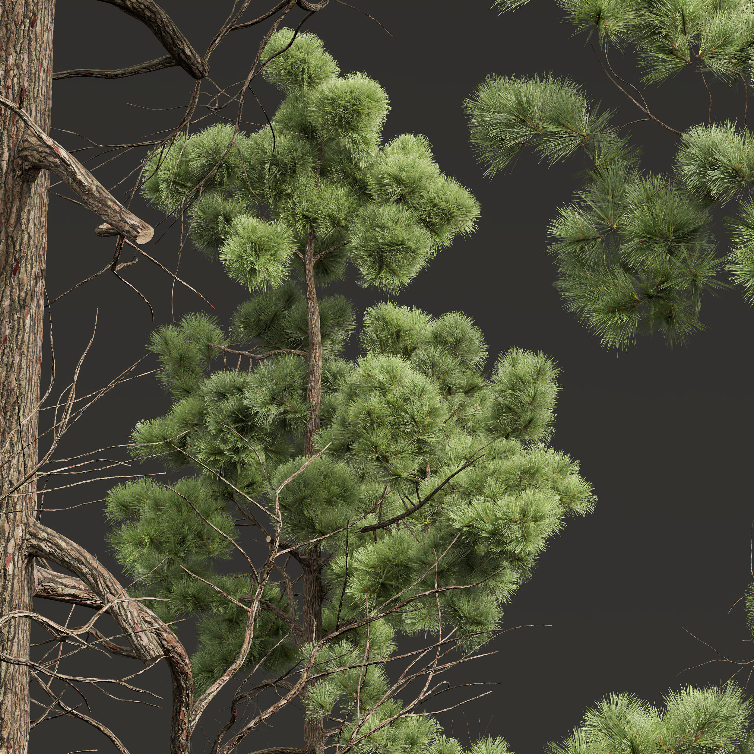 Chamaecyparis Thyoides and Pinus Palustris 3D model_1