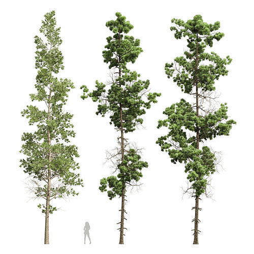 Chamaecyparis Thyoides and Pinus Palustris 3D model
