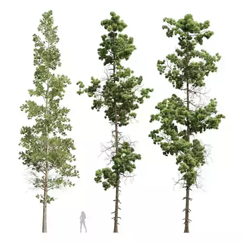 Chamaecyparis Thyoides and Pinus Palustris 3D model