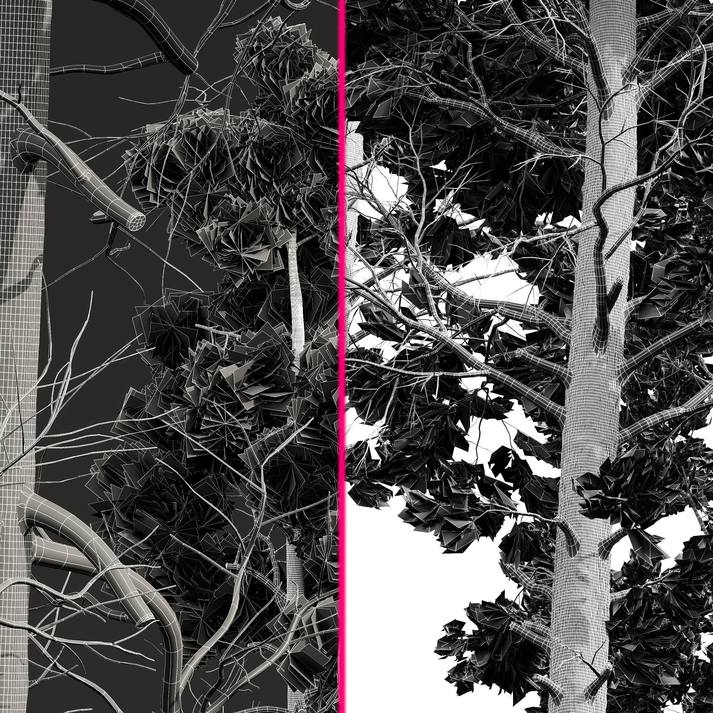 Chamaecyparis Thyoides and Pinus Palustris 3D model_6