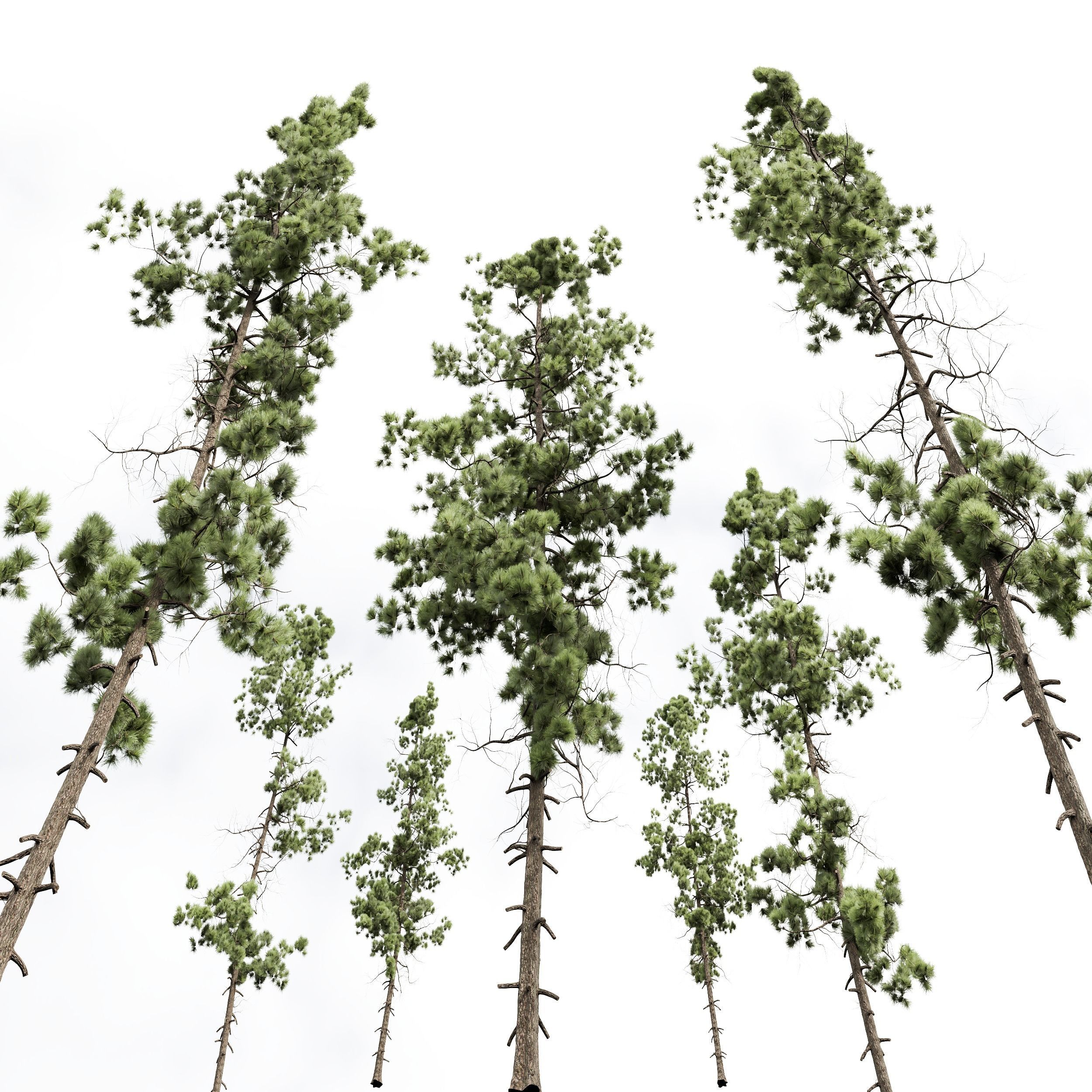Chamaecyparis Thyoides and Pinus Palustris 3D model_5